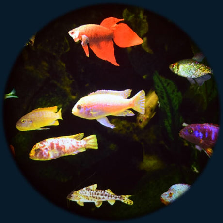 Optikinetics 9" Max Aquarium Wheel Effect Wheel