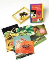 Lang O Learn: Insect and Bug Cards