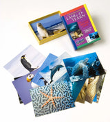 Lang O Learn: Sea Life